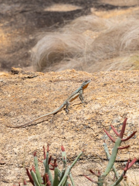 Grandidiers-Madagaskarleguan-Oplurus-grandidieri-3