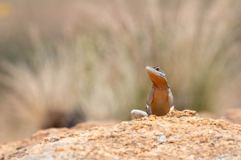 Grandidiers-Madagaskarleguan-Oplurus-grandidieri-4