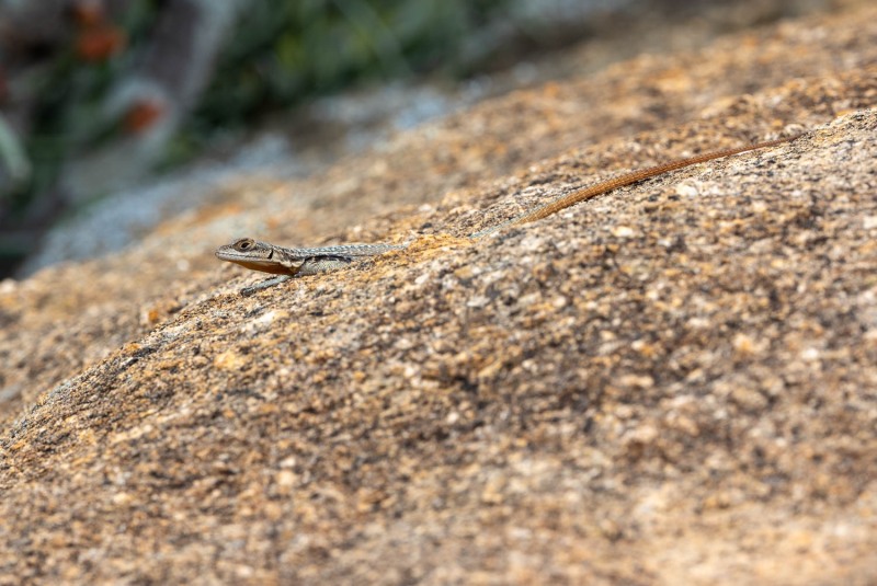 Grandidiers-Madagaskarleguan-Oplurus-grandidieri