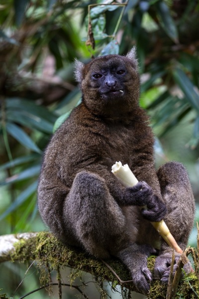 Grosser-Bambuslemur-Prolemur-simus-5