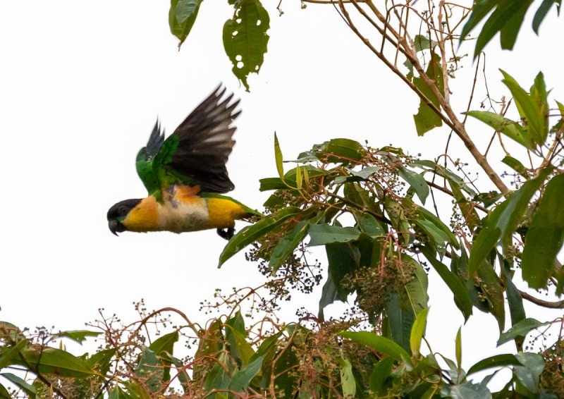 Grünzügelpapagei-Pionites-melanocephala-2