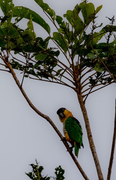 Grünzügelpapagei-Pionites-melanocephala-3