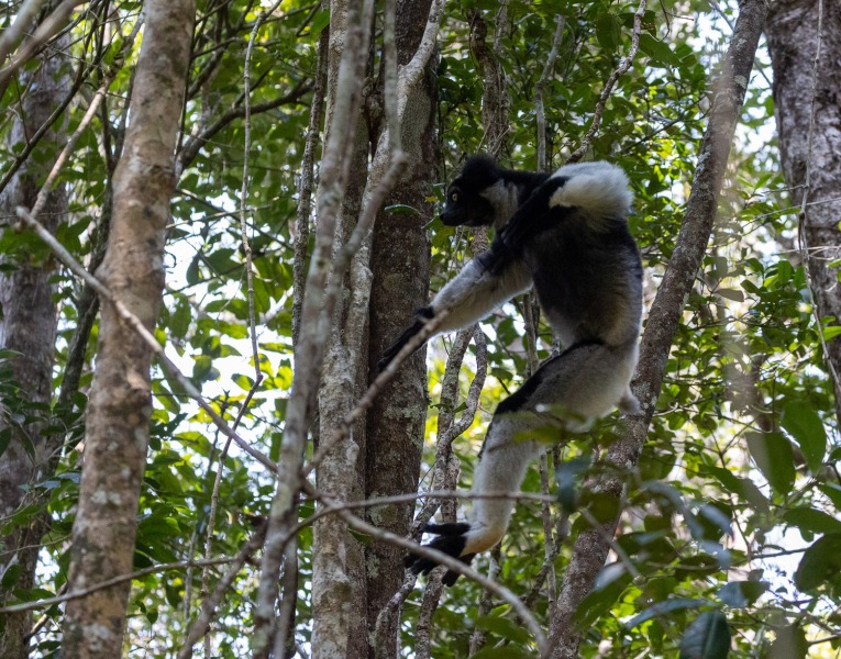 Indri-Flug-2