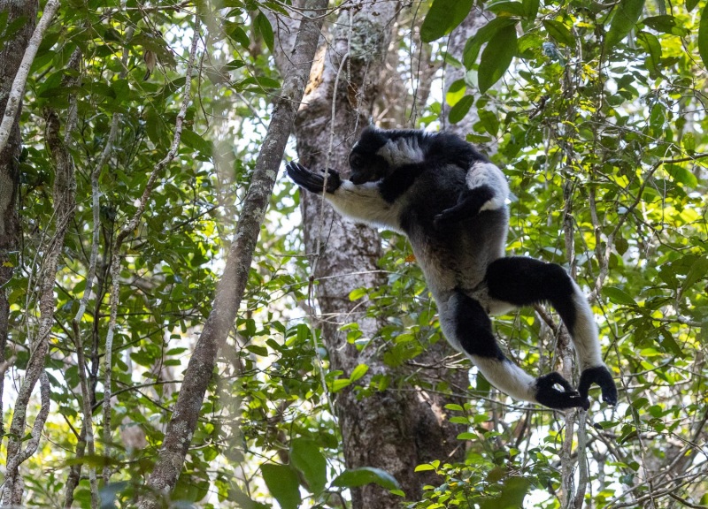 Indri-Flug