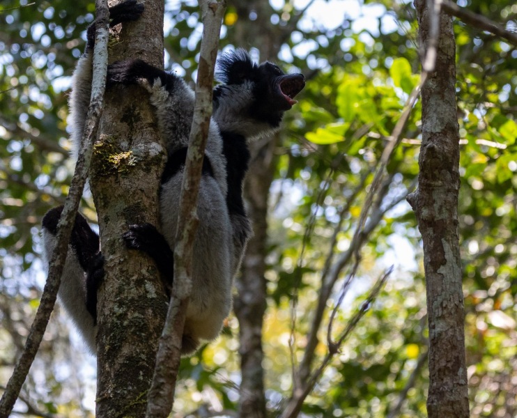 Indri-Gebruell