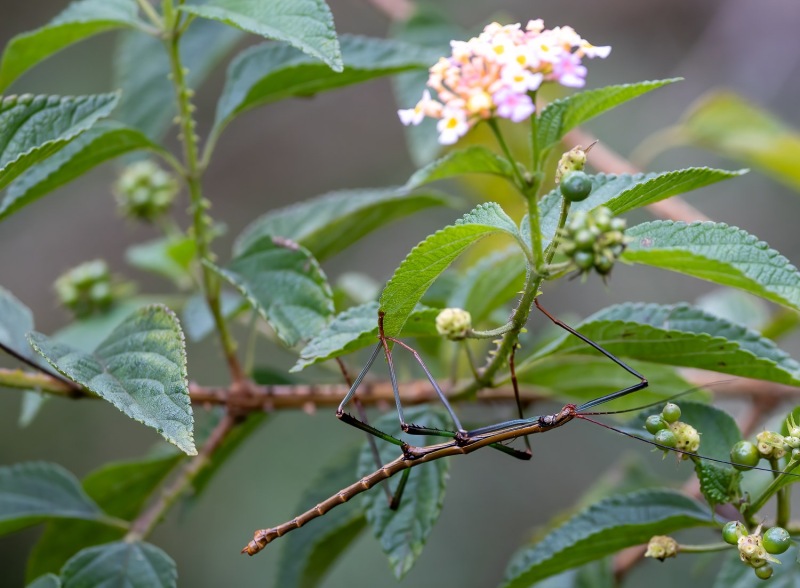 Stabschrecke-Blume