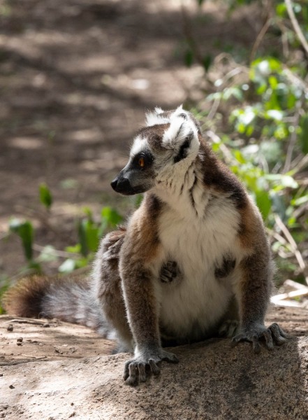 Katta-Lemur-catta-11