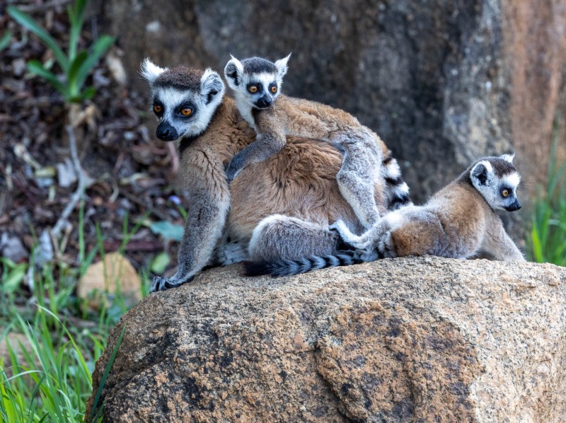 Katta-Lemur-catta-3