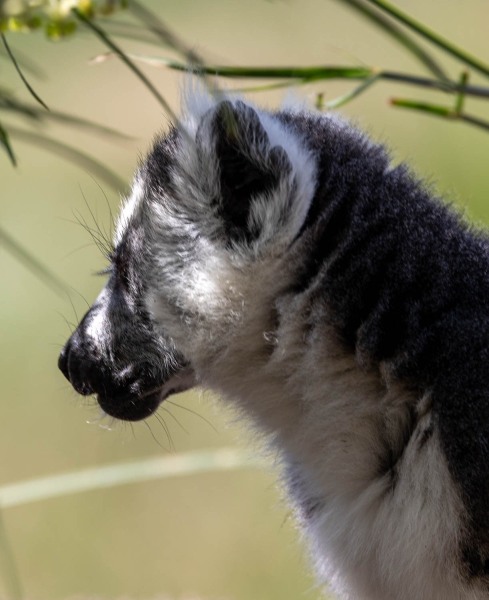 Katta-Lemur-catta-5