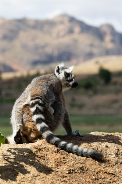 Katta-Lemur-catta-6