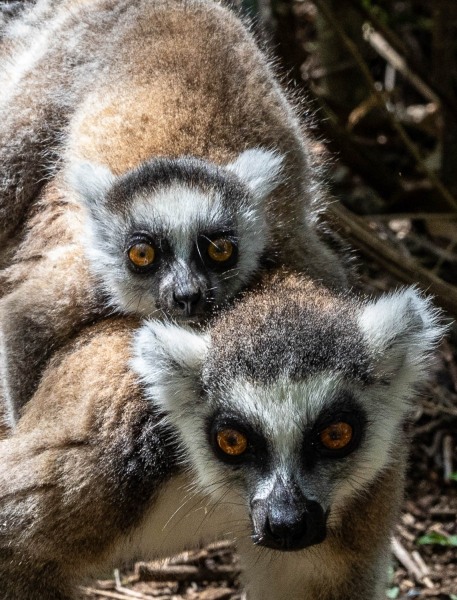 Katta-Lemur-catta-9