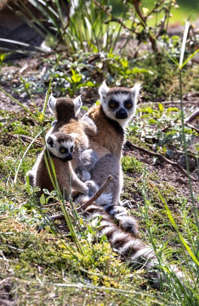 Katta-Lemur-catta