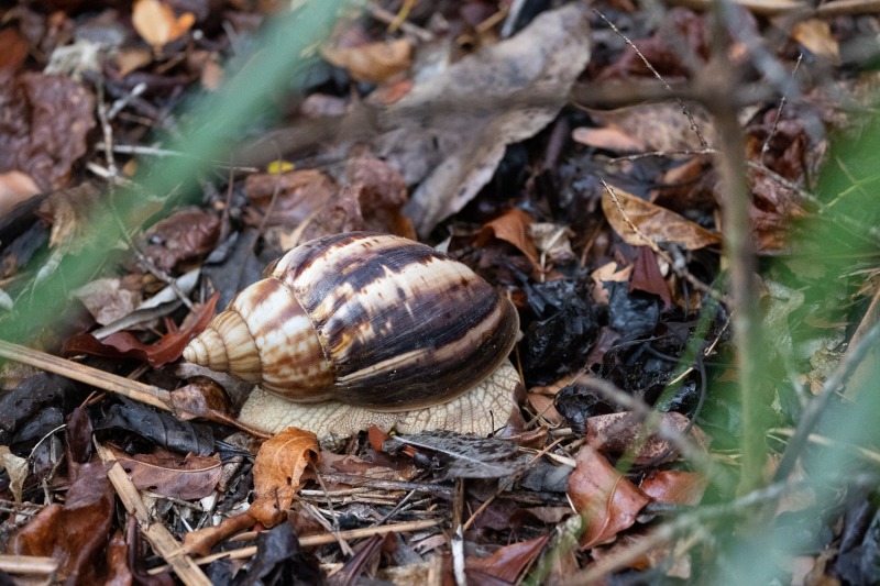 Achatschnecke