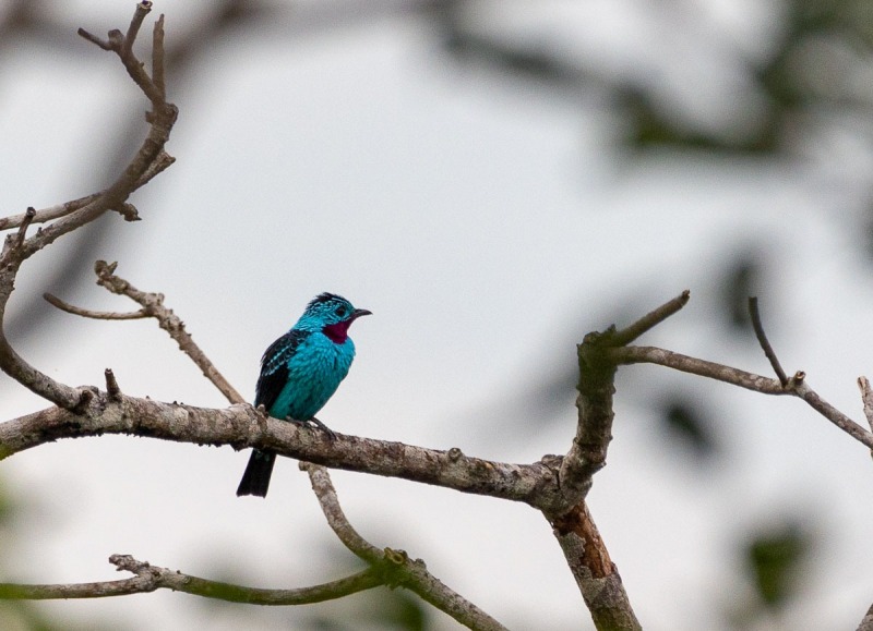 Türkisblaue-Kotinga-Cotinga-cayana