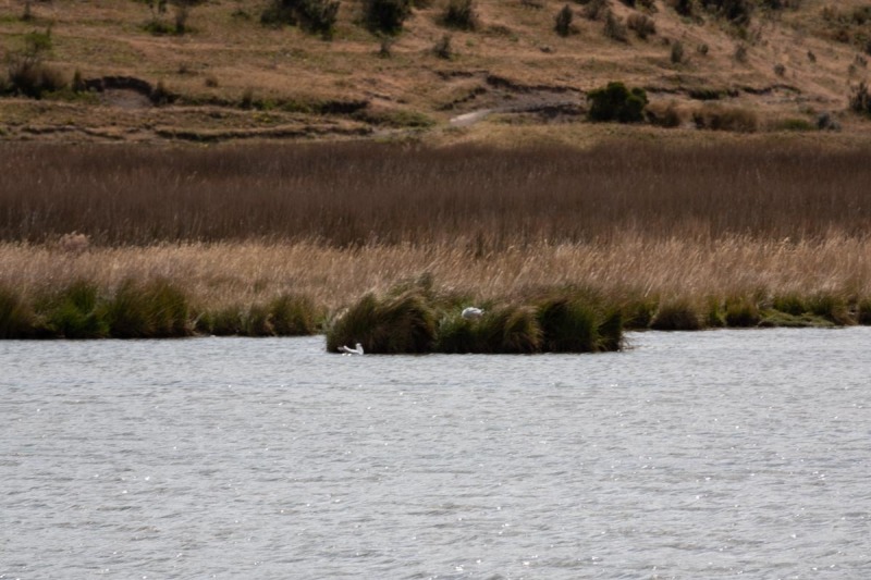 Cotopaxi-Lago-Limpiopungo-Andenmöve