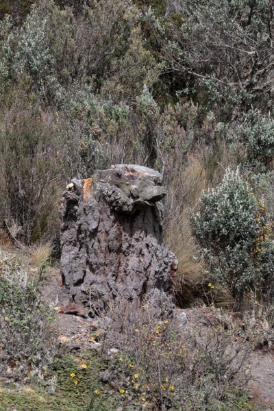 Cotopaxi-Wurzelleguan