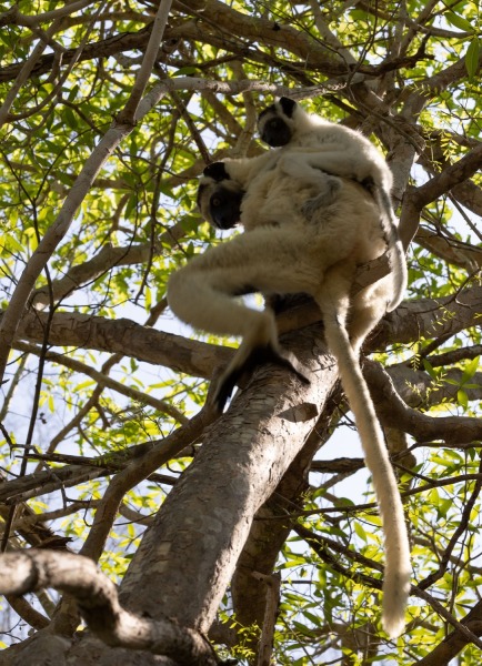 Larvensifaka-Propithecus-verreauxi-2