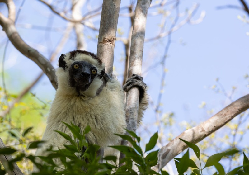 Larvensifaka-Propithecus-verreauxi-3