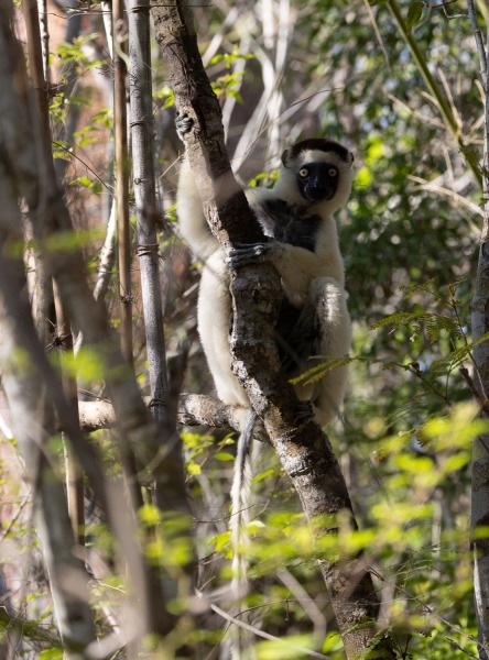 Larvensifaka-Propithecus-verreauxi-4