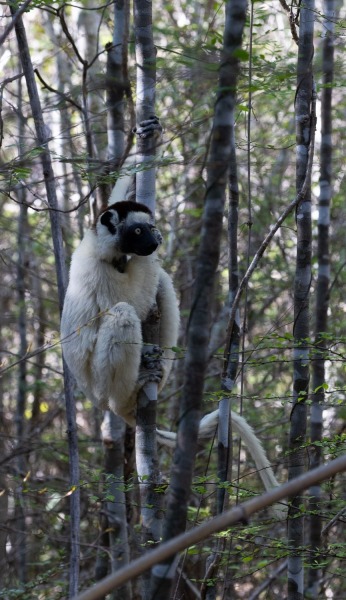 Larvensifaka-Propithecus-verreauxi-5