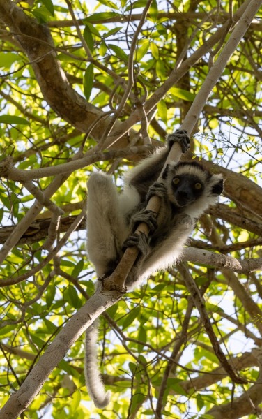 Larvensifaka-Propithecus-verreauxi-Jungtier