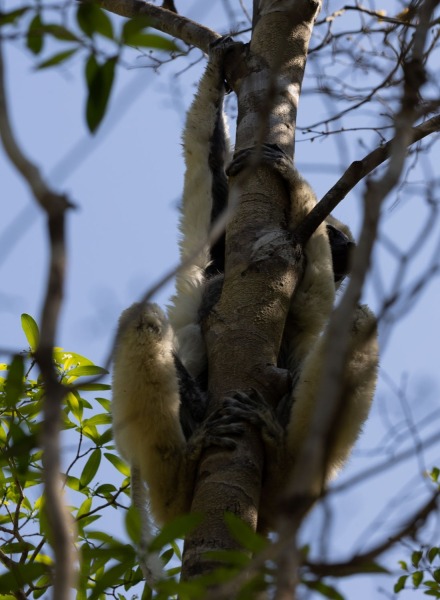 Larvensifaka-Propithecus-verreauxi