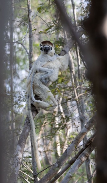 Larvensifaka