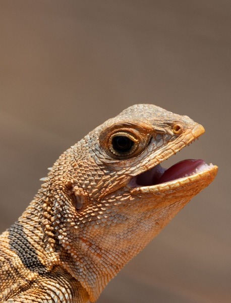 Madagaskar-Baumleguan-Oplurus-cuvieri-2