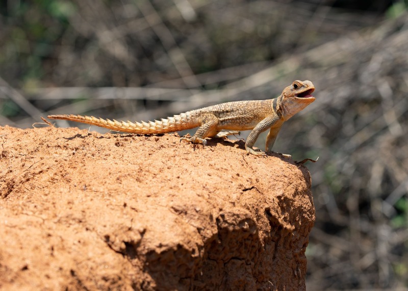 Madagaskar-Baumleguan-Oplurus-cuvieri-M-2