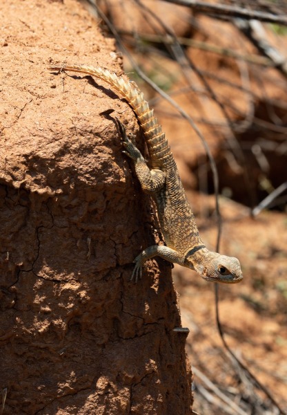 Madagaskar-Baumleguan-Oplurus-cuvieri-M-3