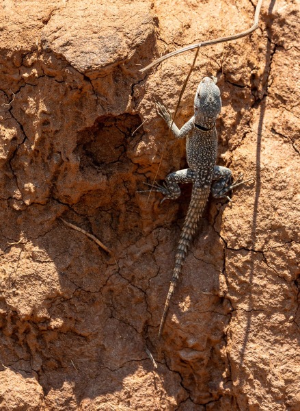 Madagaskar-Baumleguan-Oplurus-cuvieri-M