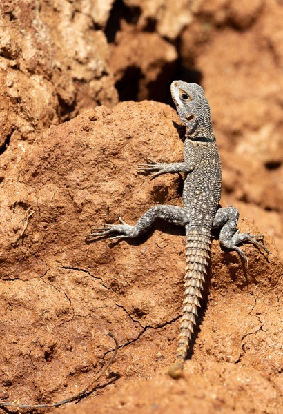 Madagaskar-Baumleguan-Oplurus-cuvieri-W