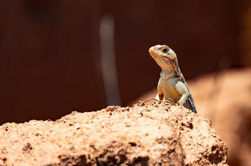 Madagaskar-Baumleguan-Oplurus-cuvieri