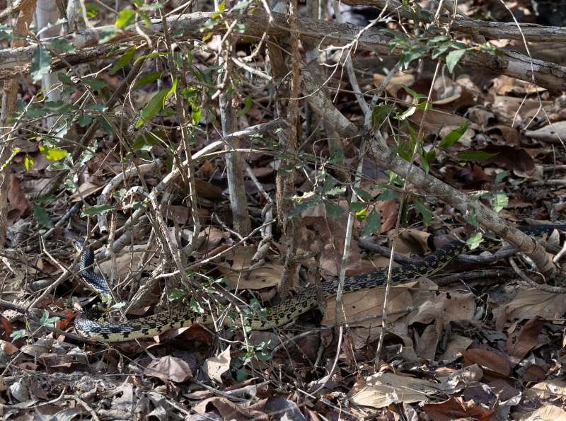 Madagaskar-Hakennasennatter-Leioheterodon-madagascariensis-2