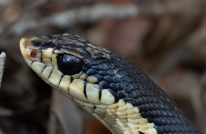 Madagaskar-Hakennasennatter-Leioheterodon-madagascariensis-3