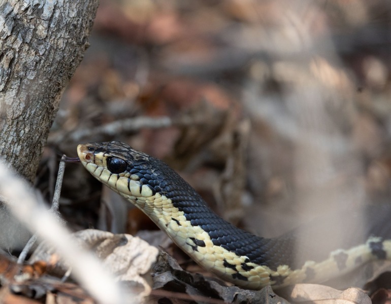 Madagaskar-Hakennasennatter-Leioheterodon-madagascariensis