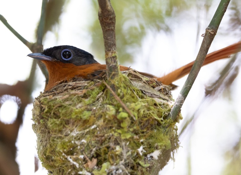 Madagaskar-Paradiesschnäpper-Nest