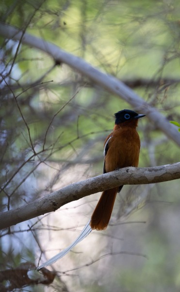 Madagaskar-Paradiesschnäpper-Terpsiphone-mutata-30