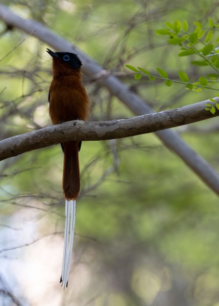 Madagaskar-Paradiesschnäpper-Terpsiphone-mutata-38