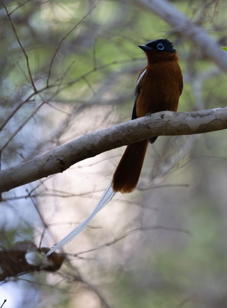 Madagaskar-Paradiesschnäpper-Terpsiphone-mutata