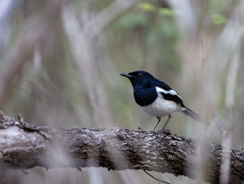 Copsychus-albospecularis-Madagaskardajal-2