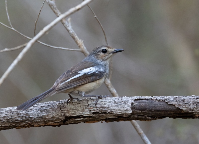 Copsychus-albospecularis-Madagaskardajal-Kopie