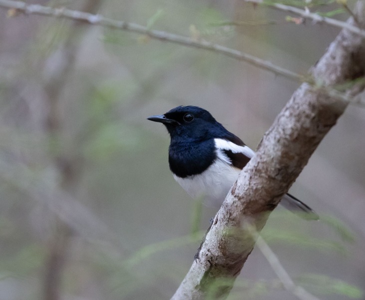 Copsychus-albospecularis-Madagaskardajal-Männchen