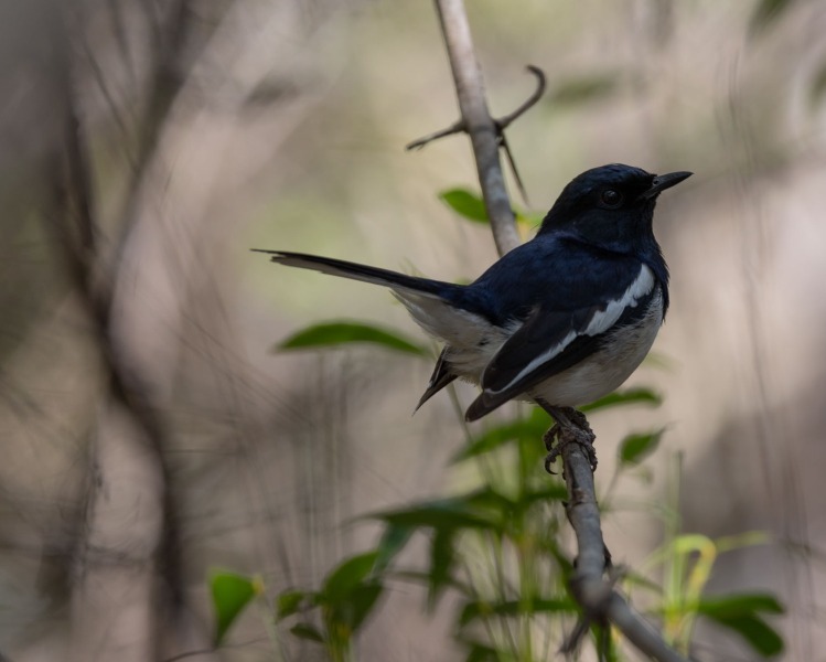 Copsychus-albospecularis-Madagaskardajal