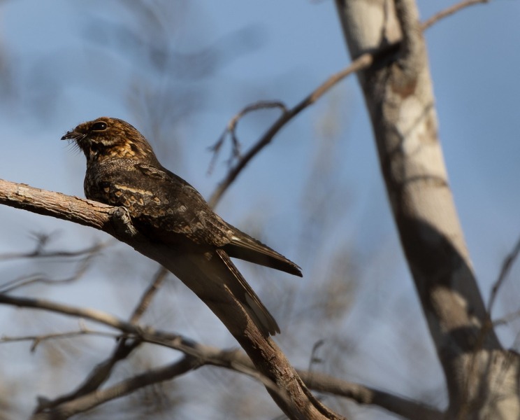 Caprimulgus-madagascariensis-Madagaskarnachtschwalbe