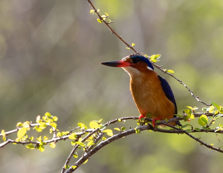 Corythornis-vintsioides-Madagaskarzwergfischer-11