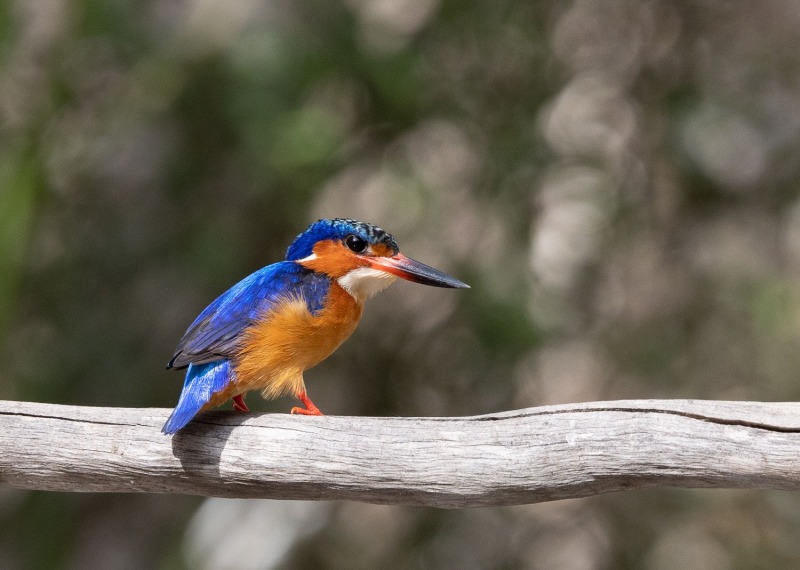 Corythornis-vintsioides-Madagaskarzwergfischer-12