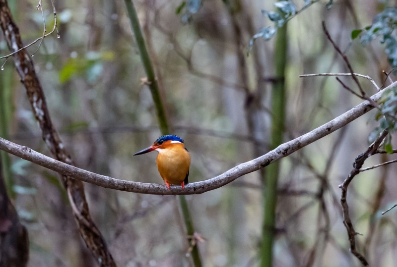 Corythornis-vintsioides-Malegassenzwergfischer