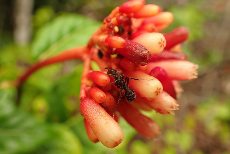 Blüte-mit-Ameise