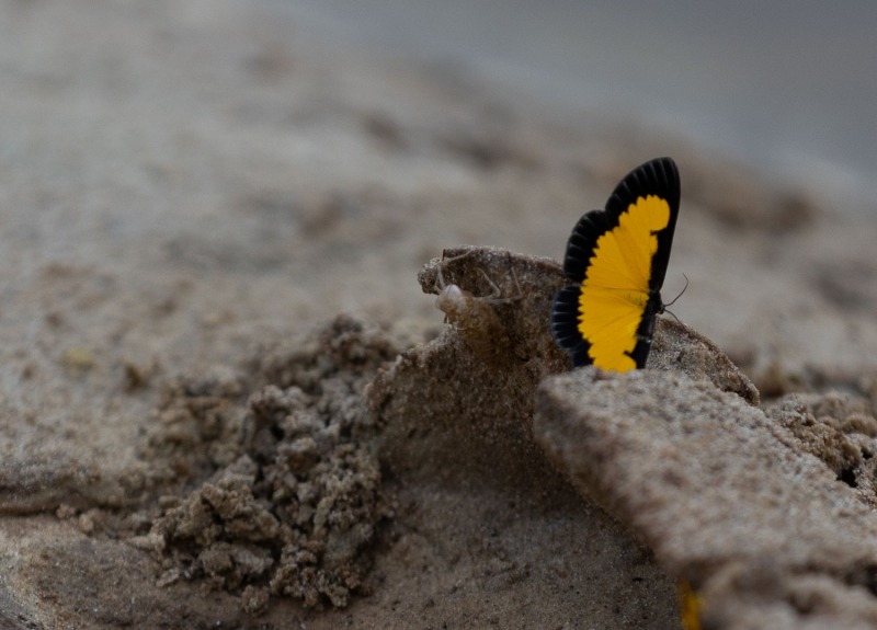 Mavicure-Schmetterling